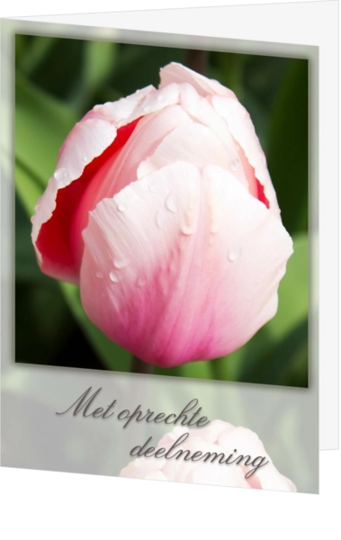 Condoleance kaart tulp