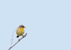 beterschapskaart vogel geel blauw