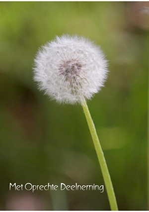 Condoleancekaart paardenbloem pluizenbol in het veld