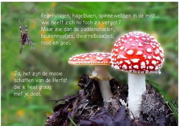 Herfst paddenstoelen bos