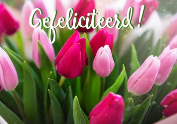 Licht roze en donkerroze tulpen 